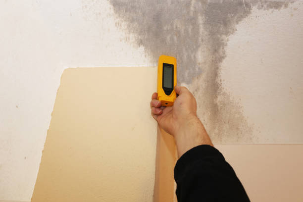 Best Mold-Related Health Consultation  in South Wilton, CT