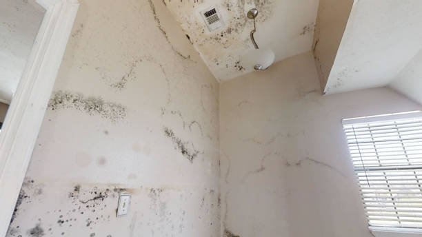 Best Real Estate Mold Inspection  in South Wilton, CT