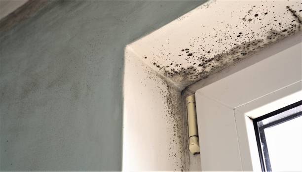 Best HVAC Mold Inspection and Cleaning  in South Wilton, CT
