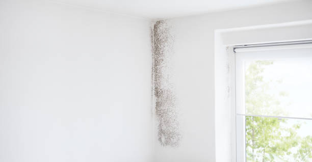 Best Crawl Space Mold Remediation  in South Wilton, CT