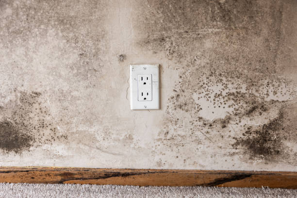Best Airborne Mold Testing  in South Wilton, CT