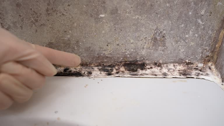 Best Emergency Mold Remediation  in South Wilton, CT