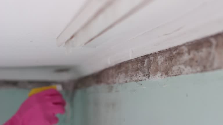 Best Commercial Mold Inspection  in South Wilton, CT